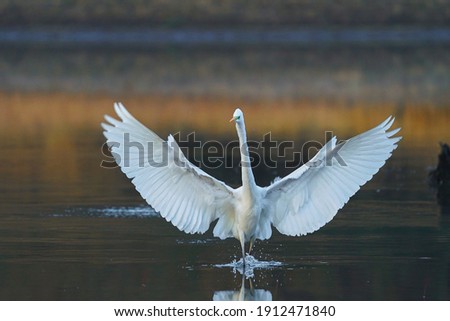 Great white egret (Ardea alba) - white heron Royalty-Free Stock Photo #1912471840