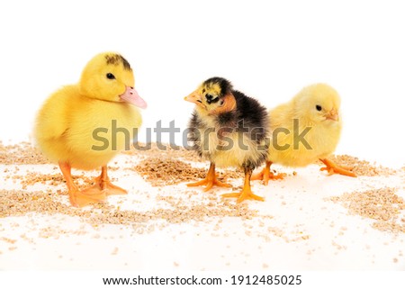 Cute duckling and chickens eat food scattered on the floor isolated on white background