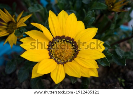 picture of beautiful gazania rigens, sometimes known as treasure flower or african daisies.