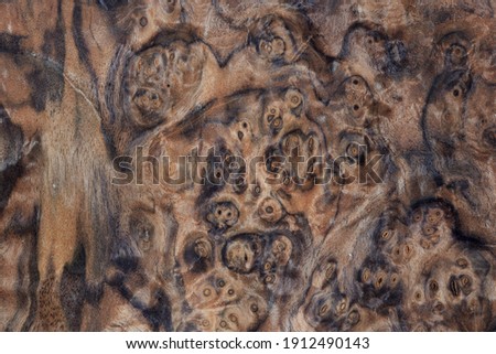 Dark burl wood texture background. High resolution image of exotic hardwood veneer grain burr.