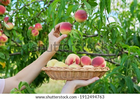 Close-up of female hand picking ripe peaches from tree into basket. Royalty-Free Stock Photo #1912494763