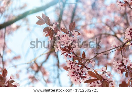 Pink cherry blossom in a sunlight. Spring background or phone wallpaper.