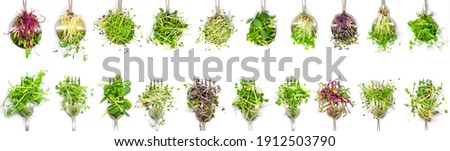 Collage of different microgreens on a white background. Selective focus. nature. Royalty-Free Stock Photo #1912503790