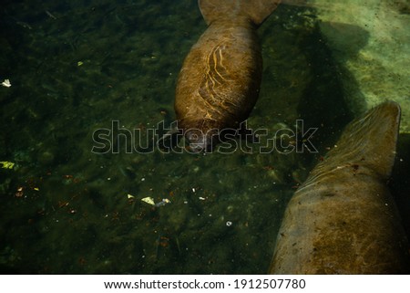Sea ​​cows swim in the water. Baby sea cow and mother. Trichechus manatus. Antillean manatee family.