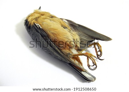Shot dead bird (nuthatch) body on white background; color photo.