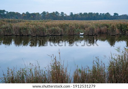 Mute swan (Cygnus olor) in Danube Delta within Tulcea County of Romania, Europe