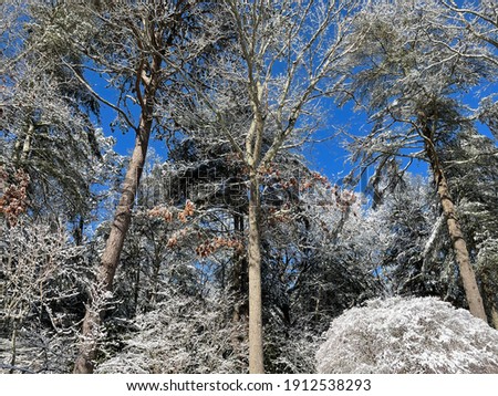 A blue Sky after The Snow Storm in East Hampton, Suffolk County, New York State whitening the landscape.