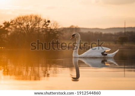 Swan reflection in the evening light 