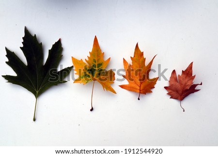 4 leaves symbolizing life and seasons