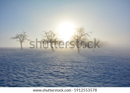 Trees at sunrise in winter with snow and sun in the morning fog