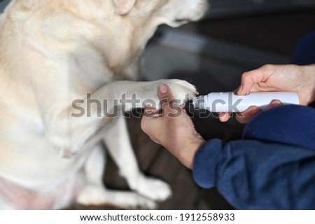 Clipping a dog's nails with an electric scratcher. Dog grooming. Girl cuts the dog's nails. Royalty-Free Stock Photo #1912558933