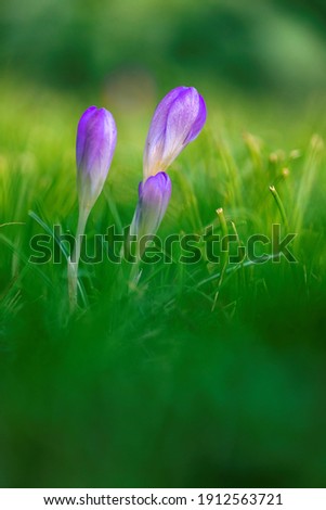 A portrait of three crocus flowers standing in the grass of a lawn in a garden. The purple flowers are almost closed and have a white stem. They are a bit taller than the grass surrounding them.
