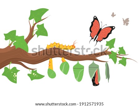 Cartoon Color Caterpillar Transformation Life Process Cycle Metamorphosis of Butterfly Concept Flat Design Style . Vector illustration