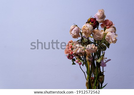 withered flowers bouquet on white background. dry petals and leaves scattered on the ground. concept of broken heart and death. copy space Royalty-Free Stock Photo #1912572562