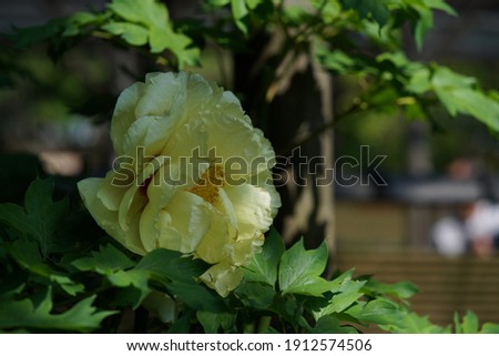 Light Yellow Flowers of Peony in Full Bloom
