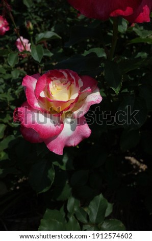 Red and White Flower of Rose 'Double Delight' in Full Bloom
