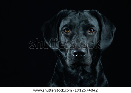 Black Labrador Portrait on black background Royalty-Free Stock Photo #1912574842