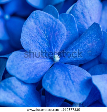 Bright blue hydrangea flower with a light core close-up on a background of blue petals