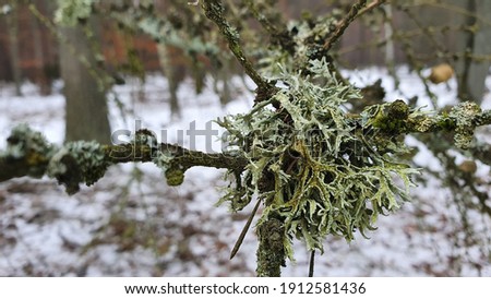 Close up of Cyan lichen and other lichens and moss covered in snow. winter scenery