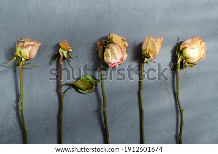 dried withered roses with fallen petals and dried leaves lie parallel in a row on a ultimate gray background in the sun's rays