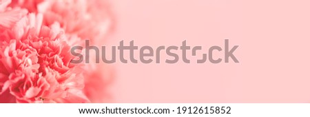 Pink carnation flower on light pink background. Soft focus. Banner foe website.