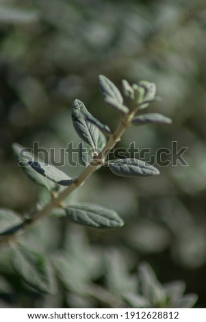 Close up of a green branch with leaves in the field during daytime