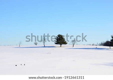 Winter landscape in a minimalist style. A few of isolated lonely trees on hill and snow-covered golf field, with sunny blue sky