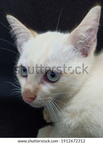 Adorable white cat on black background.