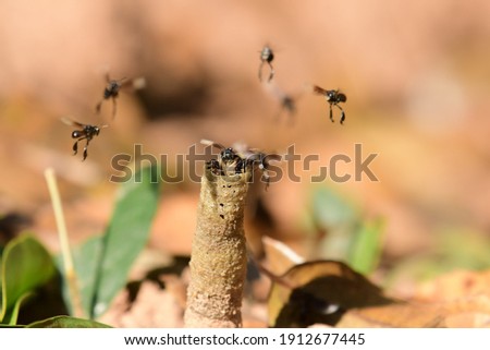 Stingless Bees in nature in Thailand