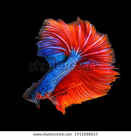 Movement beautiful of colorful siamese betta fish or half moon betta splendens fighting fish in thailand on black color background. underwater animal or pet concept
