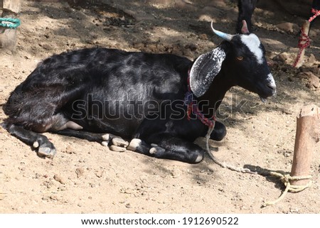 beautiful goat sitting on the ground