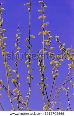 Blooming willow twigs against the dark blue clear sky. One bee is visible. Melliferous plant. Symbol of spring. Easter symbol.
