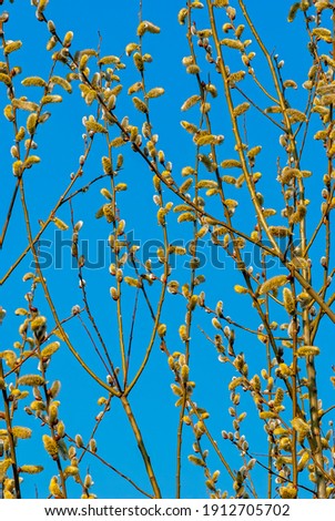 Blooming willow branches against a blue clear sky background. Melliferous plant. Symbol of spring. Easter symbol.