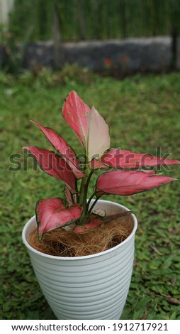 Aglaonema Pink Anjamani Plant Grows in white Pot, Photo with Bokeh or Blur Effect.