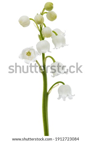 White flowers of lily of the valley, lat. Convallaria majalis, isolated on white background.
