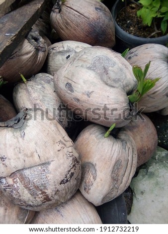 Taking a picture of old coconuts piled next to houses and placed on used car tires, some old coconuts have sprouted