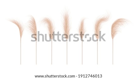 Pampas grass collection. Floral ornament elements in boho style. Vector illustration isolated on white background. Trendy design for wedding invitations, postcards, interior or flower arrangements. Royalty-Free Stock Photo #1912746013