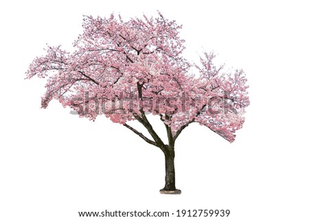 Pink sakura tree blooming on white background. Royalty-Free Stock Photo #1912759939