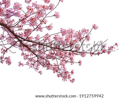 Pink cherry blossom blooming on white background. Royalty-Free Stock Photo #1912759942