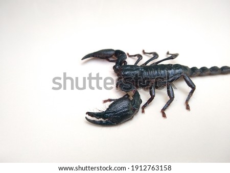 the Asian blue forest scorpion (Heterometrus cyaneus) isolated on white background