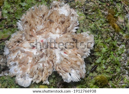 Mycetophagus punctatus maggots feeding on the edible rotten cap termitomyces mushroom.
