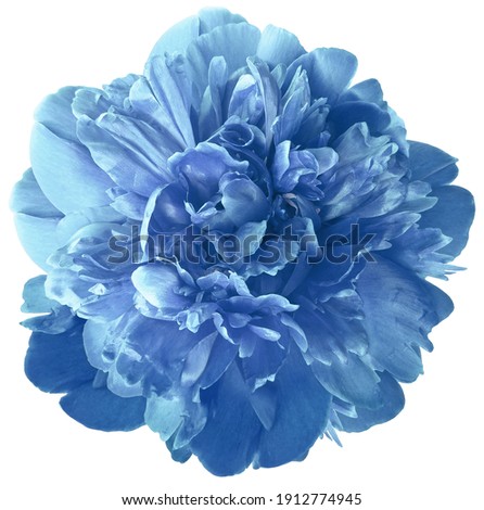 light blue peony flower on a white isolated background with clipping path.  For design.  Closeup.  Nature.