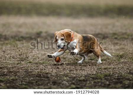 Dogs playing in the meadow
