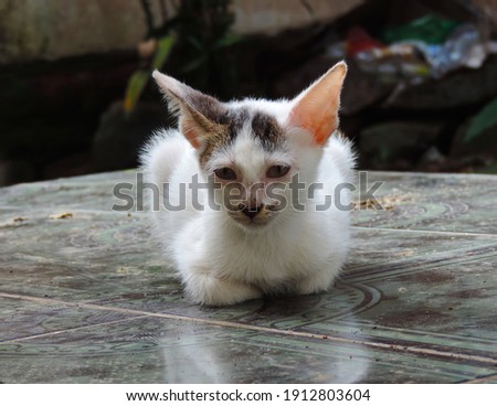 a photo of a white kitten sunbathing