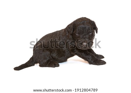 Small Russian Black Terrier puppy, isolated on a white background. Age 1 month.