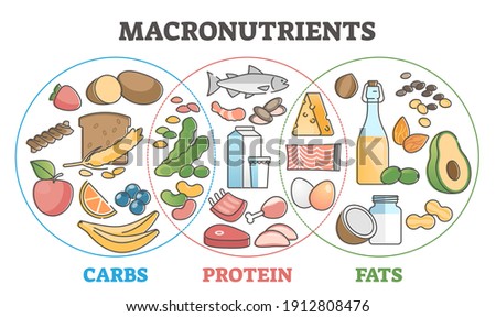 Macronutrients educational diet scheme with carbs, protein and fats outline concept. Food chart with product examples vector illustration. Dieting and healthy eating diagram with balanced ingredients. Royalty-Free Stock Photo #1912808476