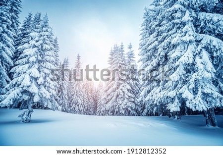 Exotic view of snow-capped spruces on a frosty day. Location place of Carpathian mountains, Ukraine, Europe. Photo wallpapers. Fabulous nature image. Happy New Year! Discover the beauty of earth.