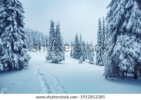 Picturesque view of snow-capped spruces on a frosty day. Location place of Carpathian mountains, Ukraine, Europe. Photo wallpapers. Fabulous nature image. Happy New Year! Discover the beauty of earth.