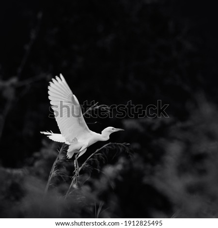 White great egret (Ardea alba). White bird with yellow beak and dark legs. Beautiful wildlife scene in nature background.selective focus. low key effect.black and white photography.