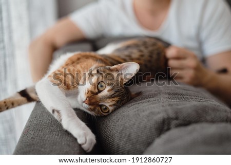 Small cat of white, ginger and brown color lying on sofa bed. Man cuddling a cat. Cute pets. Lazy kitten Royalty-Free Stock Photo #1912860727